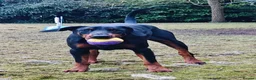 Dobermann dogs for sale: A Stunning strong KC Reg Black & Tan Doberman - Advert 8