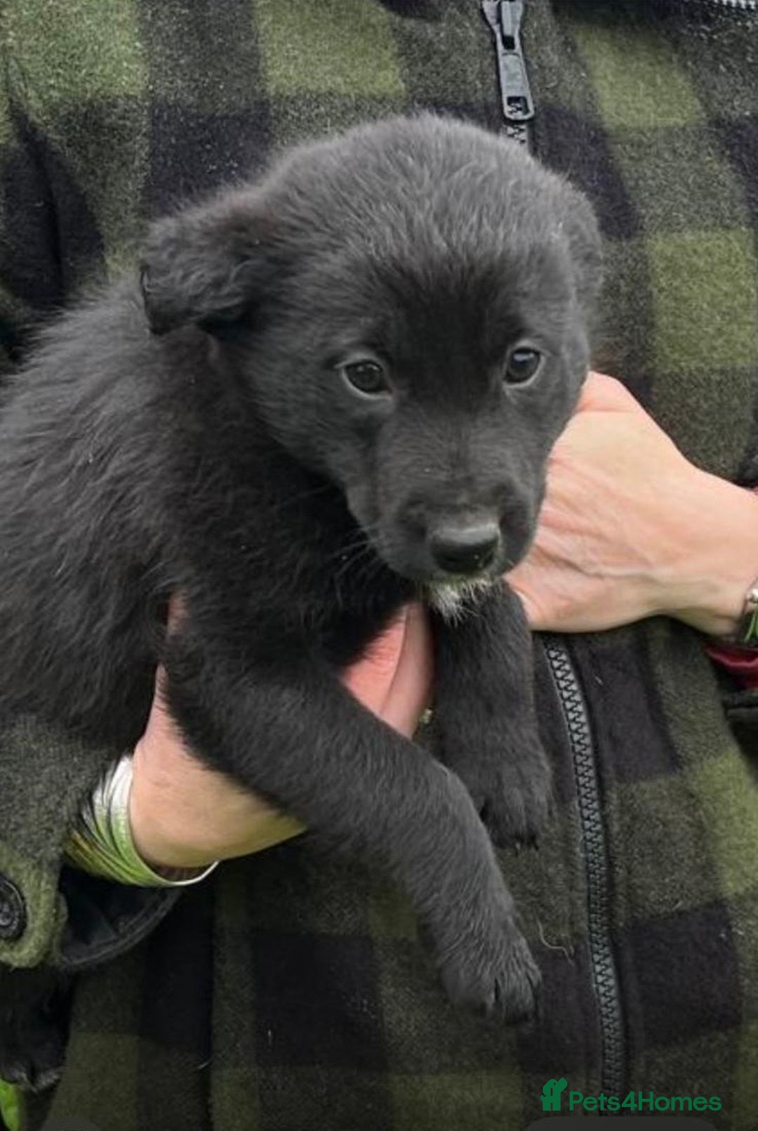 Border Collie dogs for sale: 🐶3 Female Border Collie Pups 🐶  - Advert 2