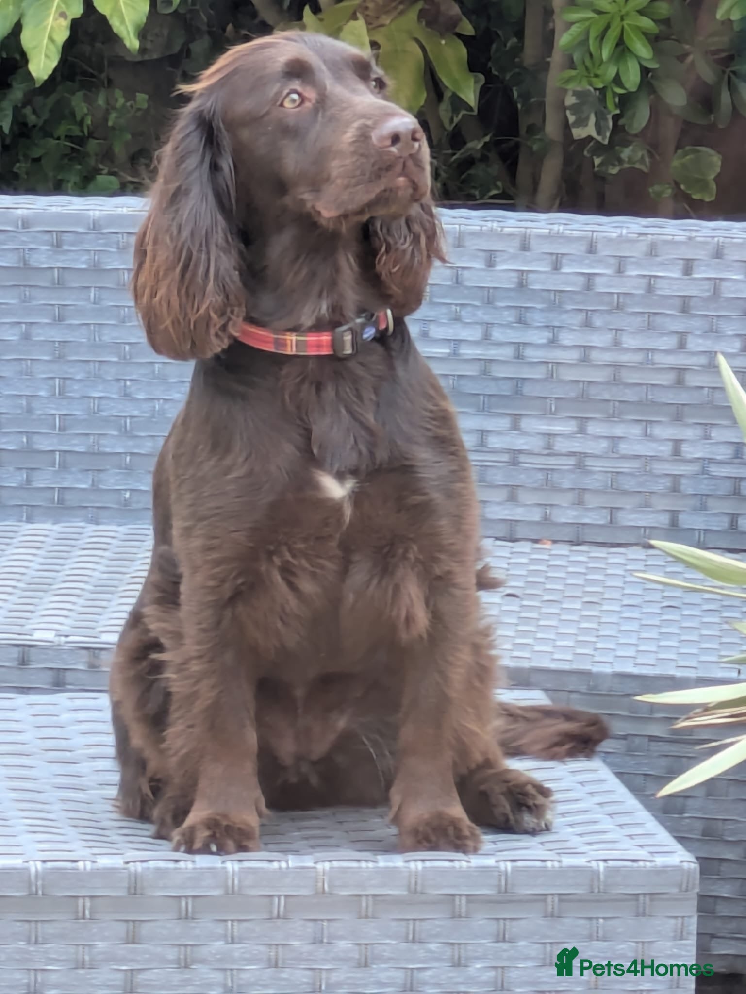 Cocker Spaniel dogs New home wanted for Lola, Working Cocker Spaniel - Advert 2
