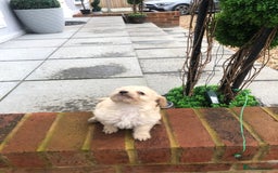 Jackapoo dogs for sale: 6 beautiful jackapoo pups - Image 16