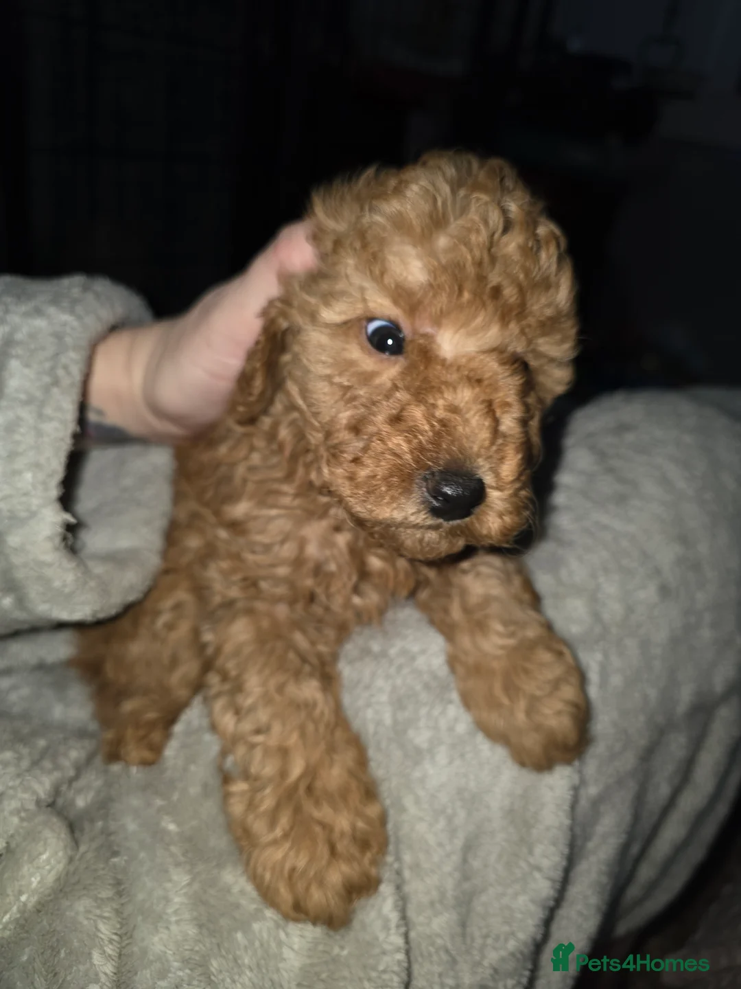 Poochon dogs for sale: Poochon puppies - Advert 11