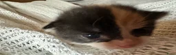 British Shorthair cats for sale: 3 Gorgeous little ladies  - Advert 7