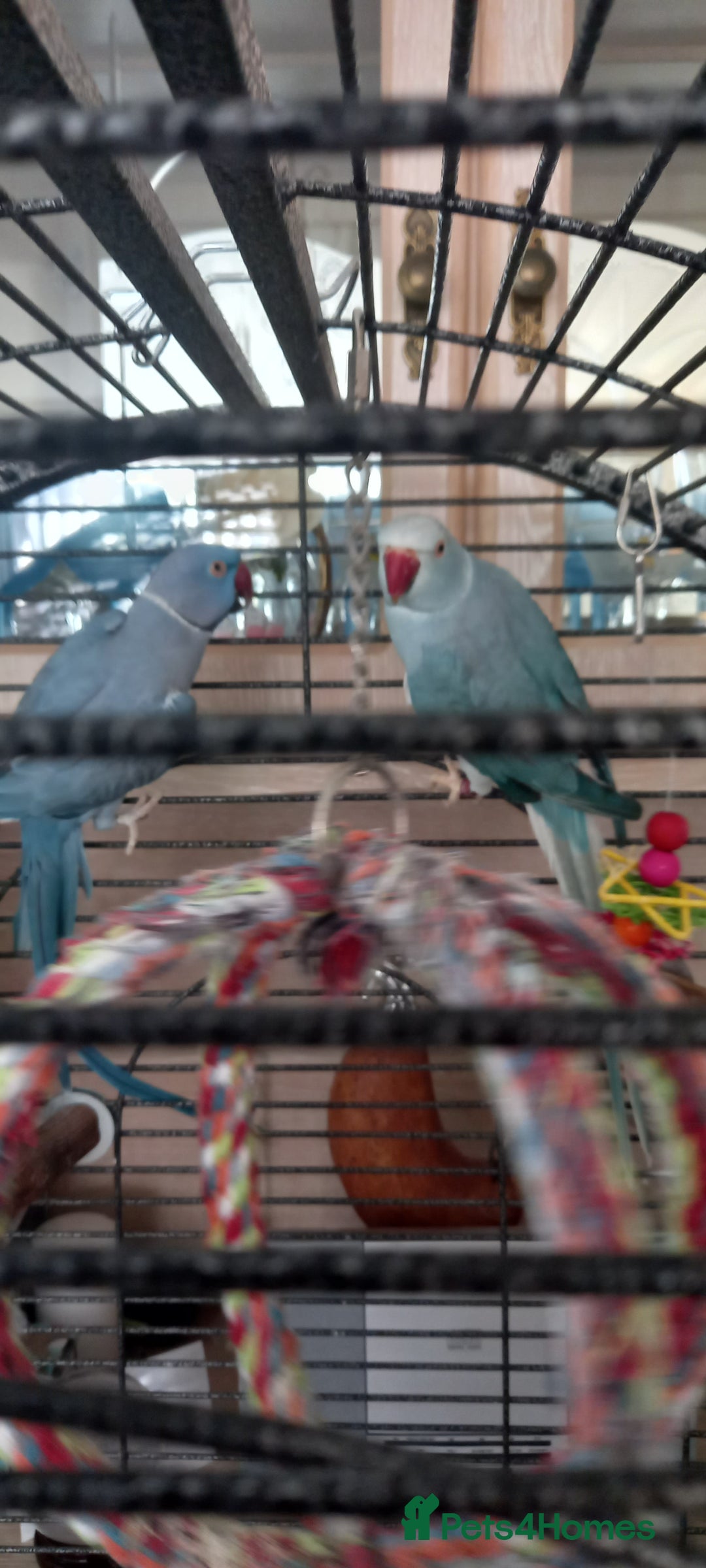 Ringnecks birds for sale: Pair of ringnecks for sale - Advert 2