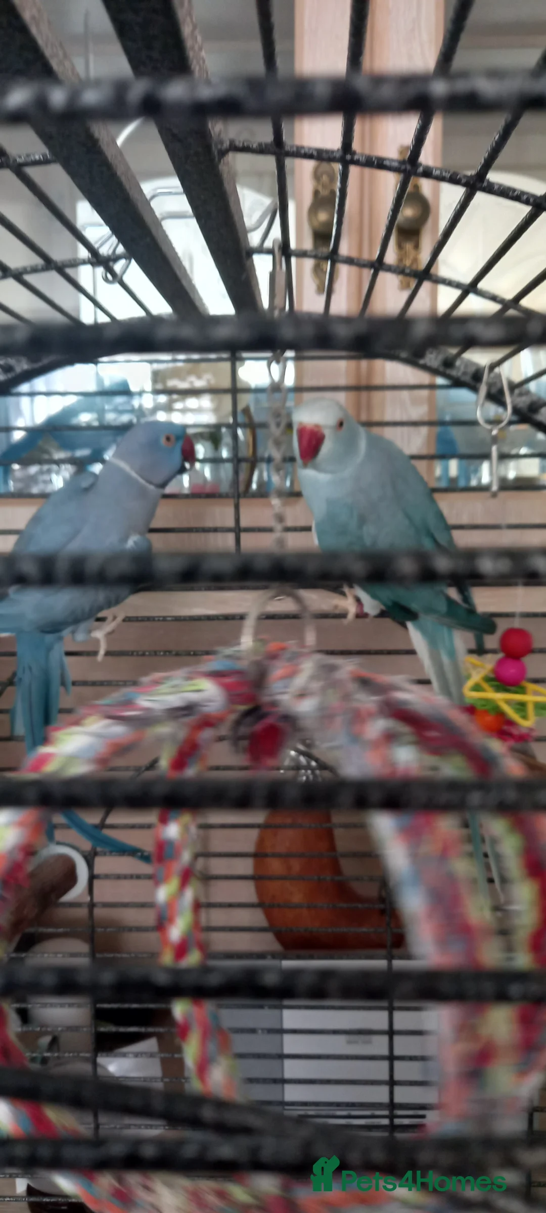 Ringnecks birds for sale: Pair of ringnecks for sale - Advert 2