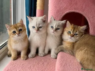 British Shorthair cats serious enquiries only looking for new home!!!!! - Advert 18
