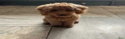 Toy Poodle dogs for stud: RED toy poodle, proven, KC & Health tested STUD - Advert 3