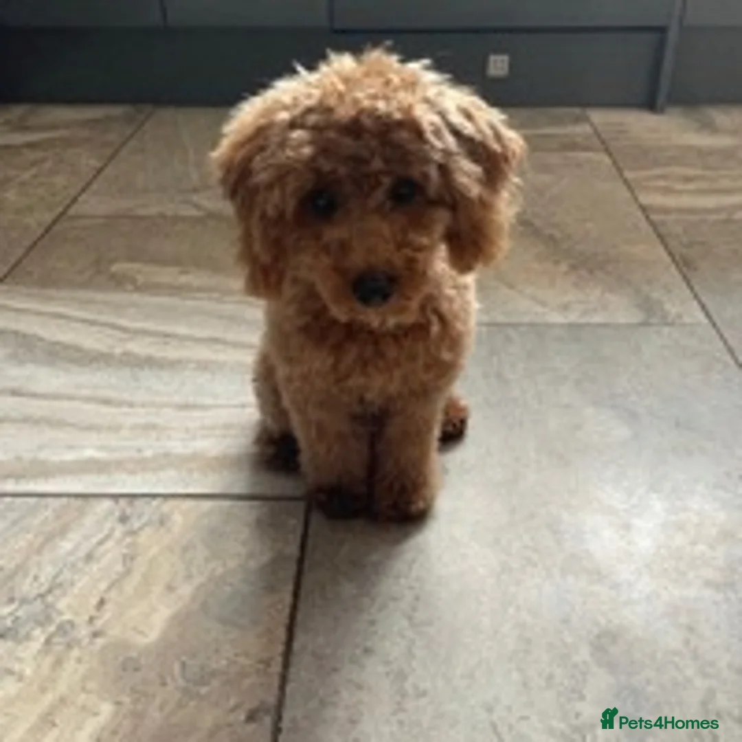 Toy Poodle dogs for stud: RED toy poodle, proven, KC & Health tested STUD - Advert 3