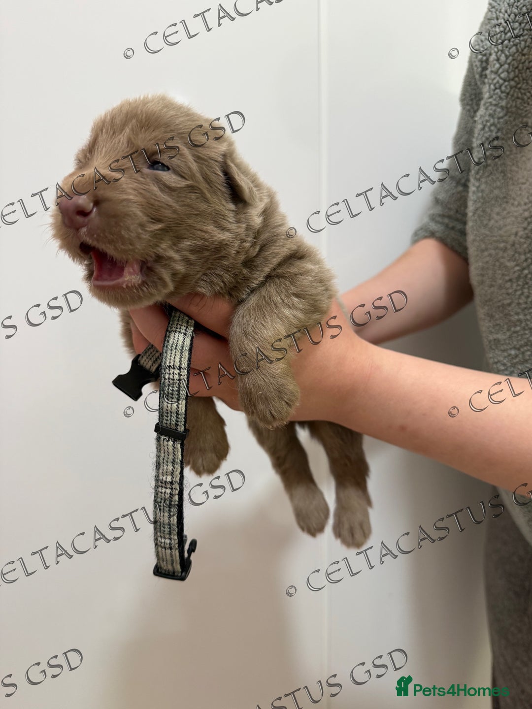 German Shepherd dogs for sale: Kcreg Isabella German shepherd pups  - Image 3