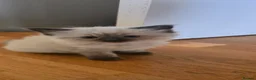 Mixed Breed cats for sale: Ragdoll/Siberian mix kittens - Advert 7