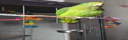 Parrots birds for sale: Panama amazon  - Advert 6