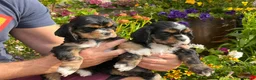 American Cocker Spaniel dogs for sale: Darling American Cocker babies - Advert 12