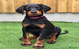 Dobermann dogs for sale: Exceptional Confident European Doberman puppies - Image 6