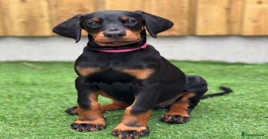 Dobermann dogs - Advert 2