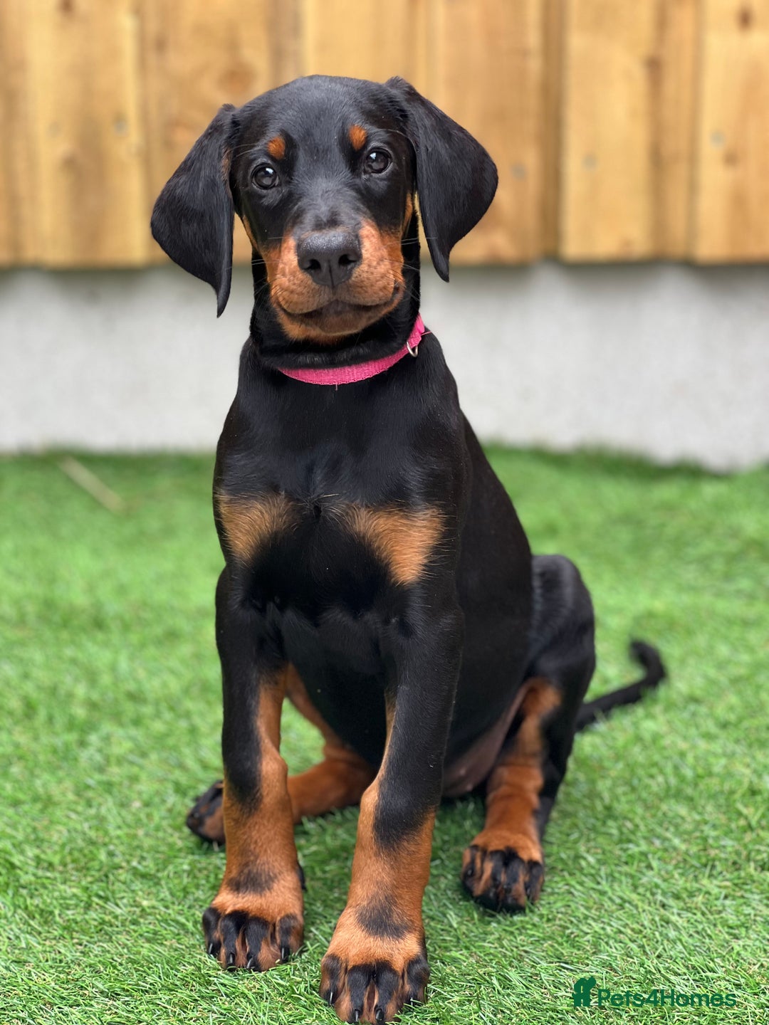 Dobermann dogs for sale: Exceptional Confident European Doberman puppies - Image 6