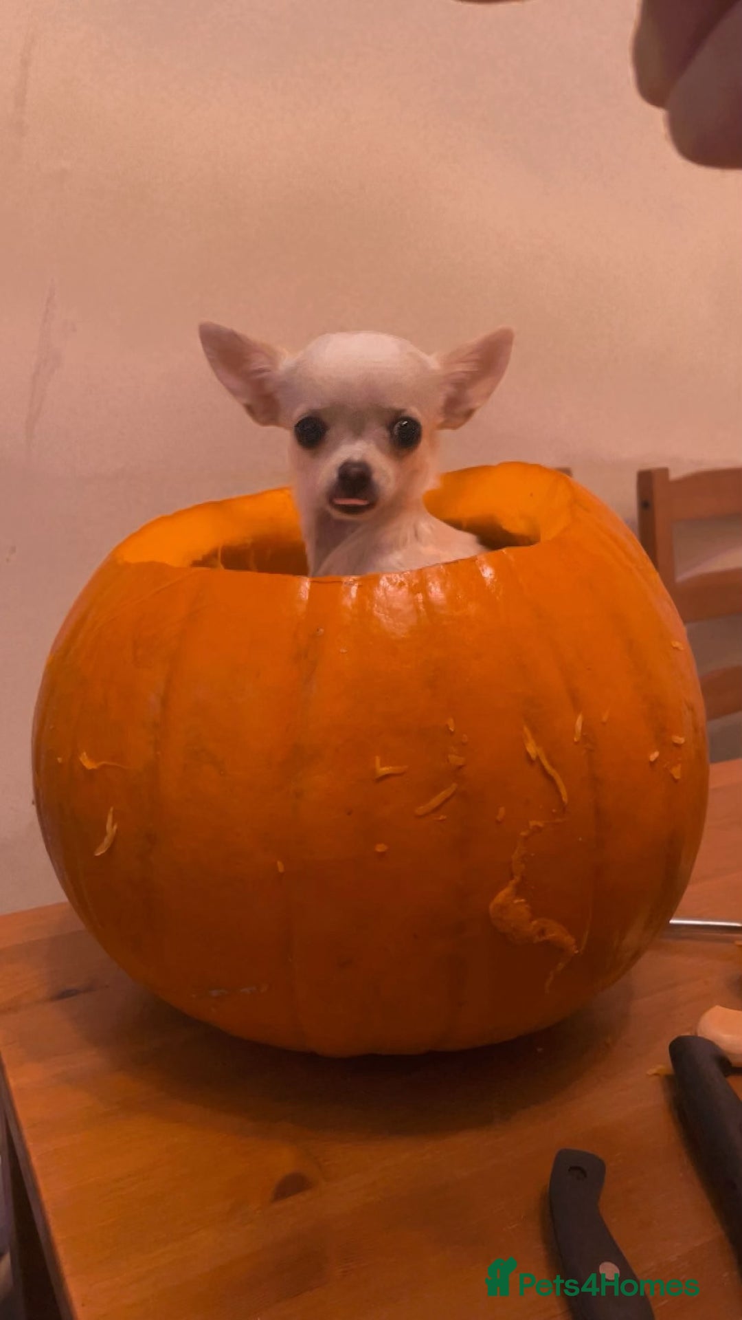 Chihuahua dogs for sale: Chihuahua pups, last of litter  - Advert 4