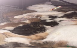 Mixed Breed cats for sale: Kittens  - Image 8