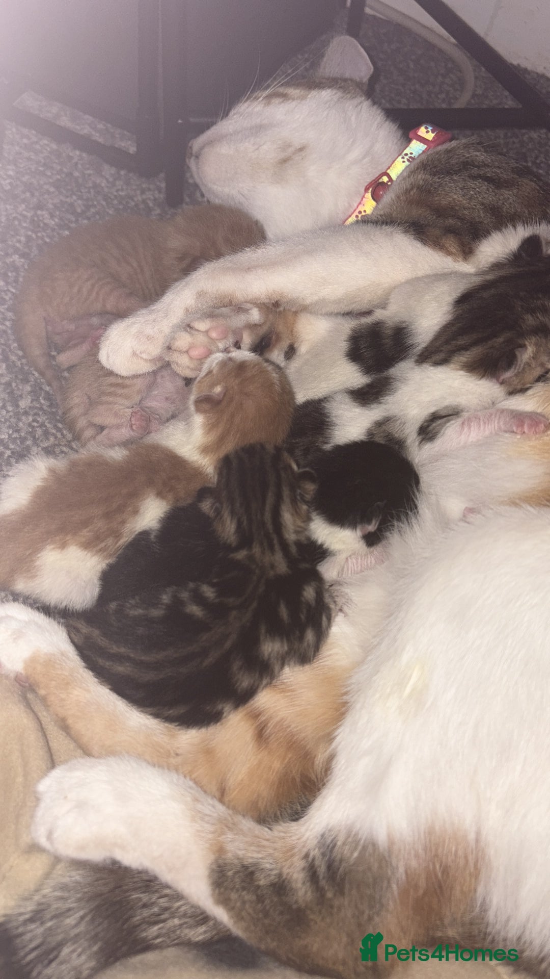 Mixed Breed cats for sale: Kittens  - Image 8