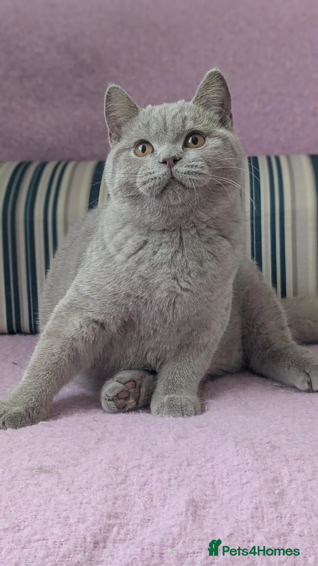 British Shorthair cats for sale: 💜 GCCF Active Registered Lilac Male Kitten 💜 - Advert 1