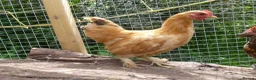 Chickens poultry for sale: Pekin Bantam Cockerels - Advert 5