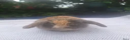 Mini Lop rabbits for sale: Adorable pure bred mini lops  - Advert 3