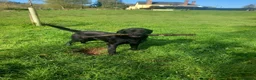 Labrador Retriever dogs for sale: Stunning KC Registered puppies in Exeter - Advert 6