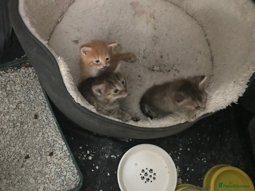 Mixed Breed cats for sale:  Fluffy Ginger Boy & Fluffy Tabby Girl Kitten - Image 21