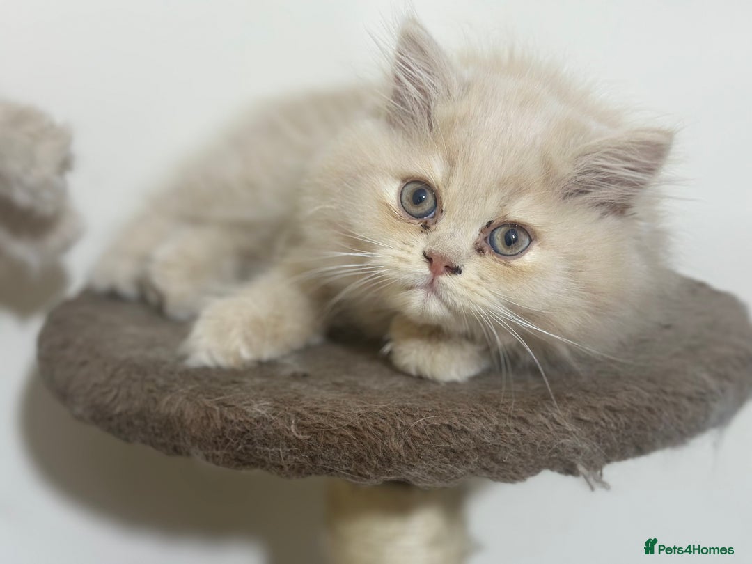 Persian cats for sale: Pedigree Persian female kittens for sale - Image 10