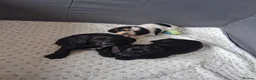 Cocker Spaniel dogs for sale: 3 Cocker Spaniels for sale in Peterhead - Advert 3