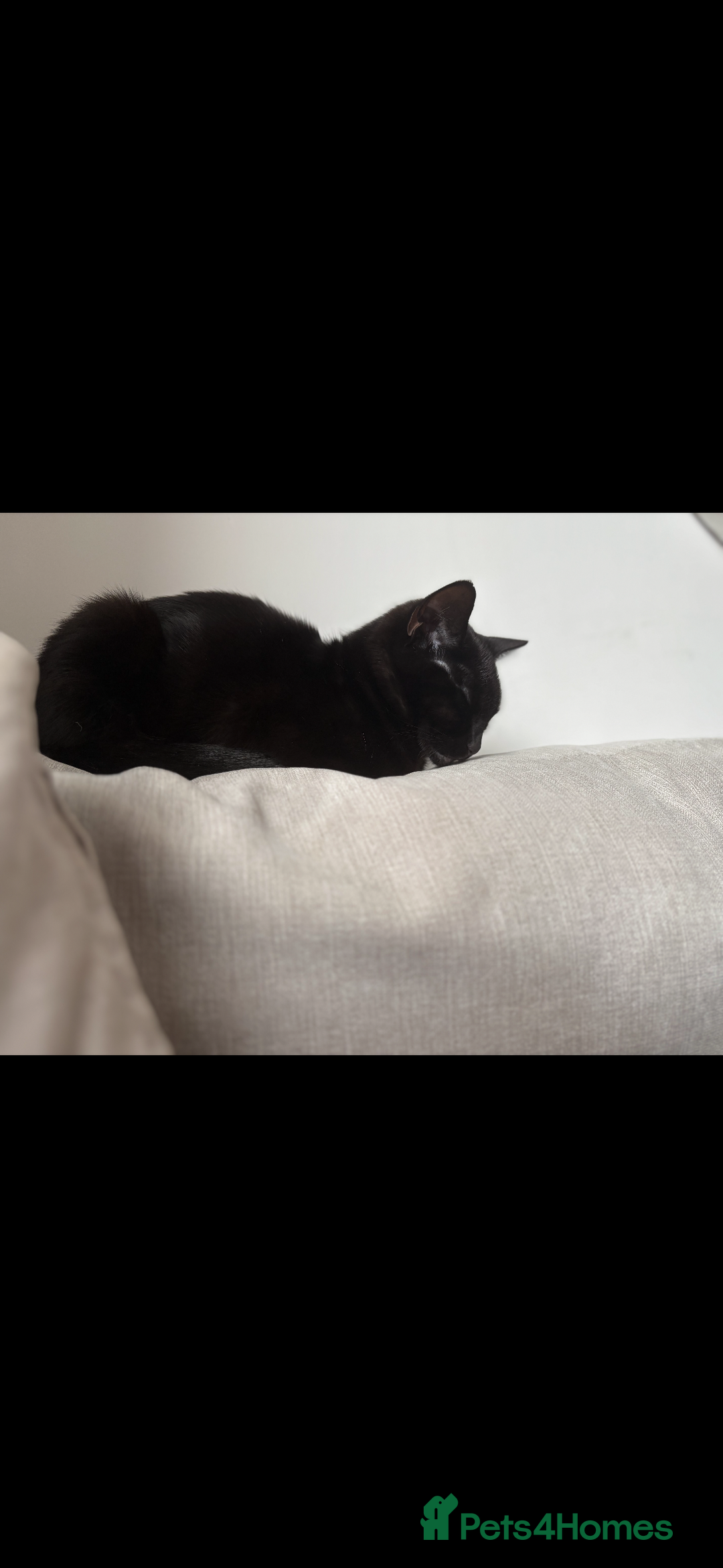 Domestic Shorthair cats for sale: Socks and midnight  - Advert 1