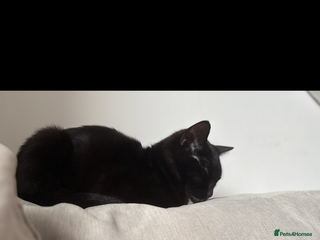 Domestic Shorthair cats Socks and midnight - Advert 2