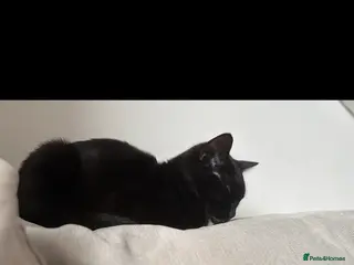 Domestic Shorthair cats Socks and midnight - Advert 1