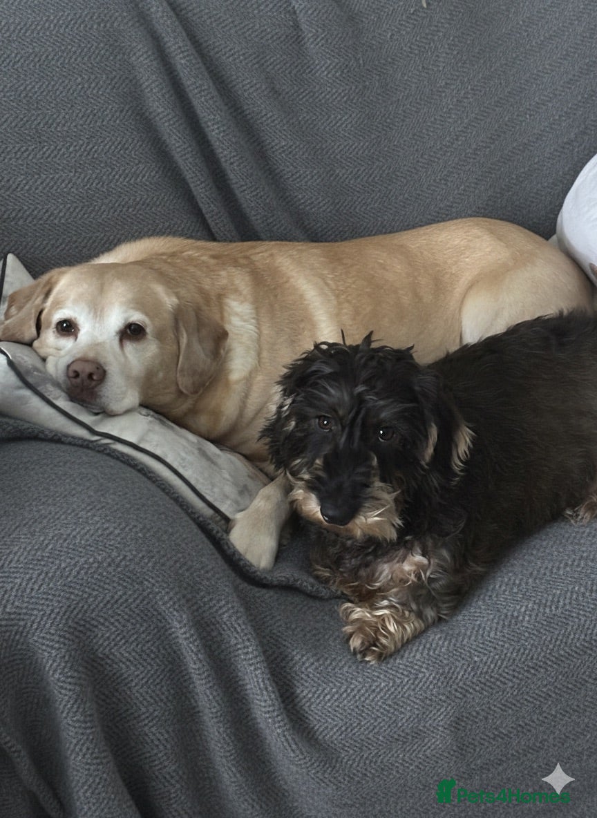 Dachshund dogs Standard wirehaired dachshund kc registered  - Advert 6
