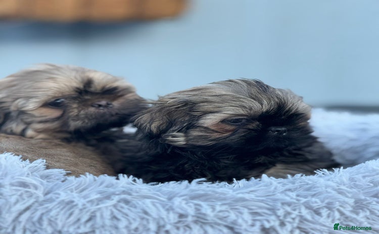 Shih Tzu dogs - Advert 2