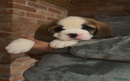 Saint Bernard dogs for sale: Outstanding chunky Saint Bernard puppies for sale - Image 7