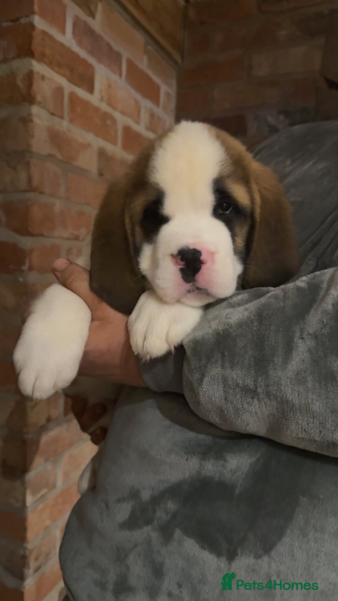 Saint Bernard dogs for sale: Outstanding chunky Saint Bernard puppies for sale - Image 7
