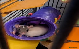 Rat rodents for sale: Adorable Dumbo and Fancy Rats - Image 13