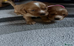 Cocker Spaniel dogs for sale: Working cocker Spainel puppys  - Image 4