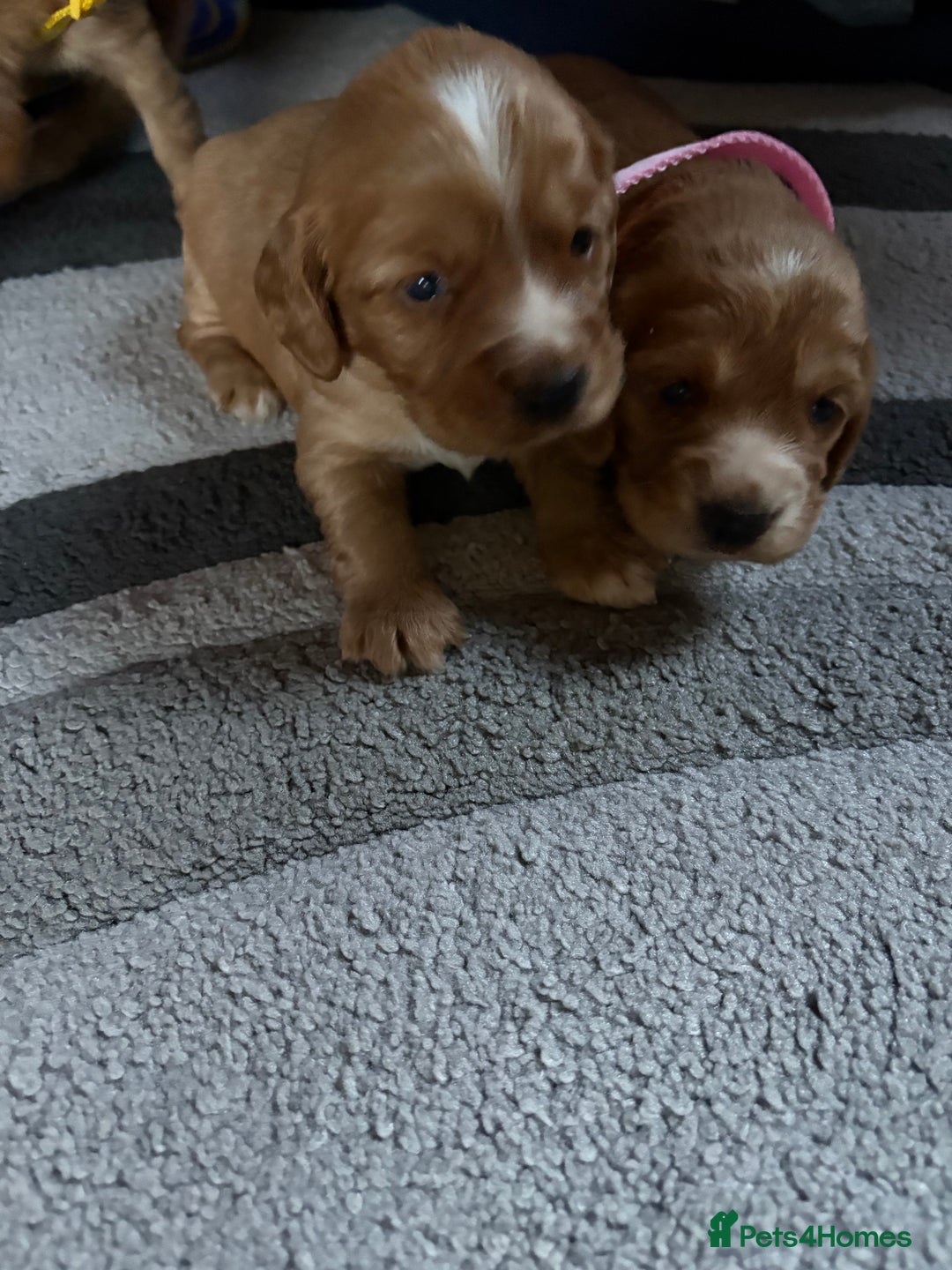 Cocker Spaniel dogs for sale: Working cocker Spainel puppys  - Image 4