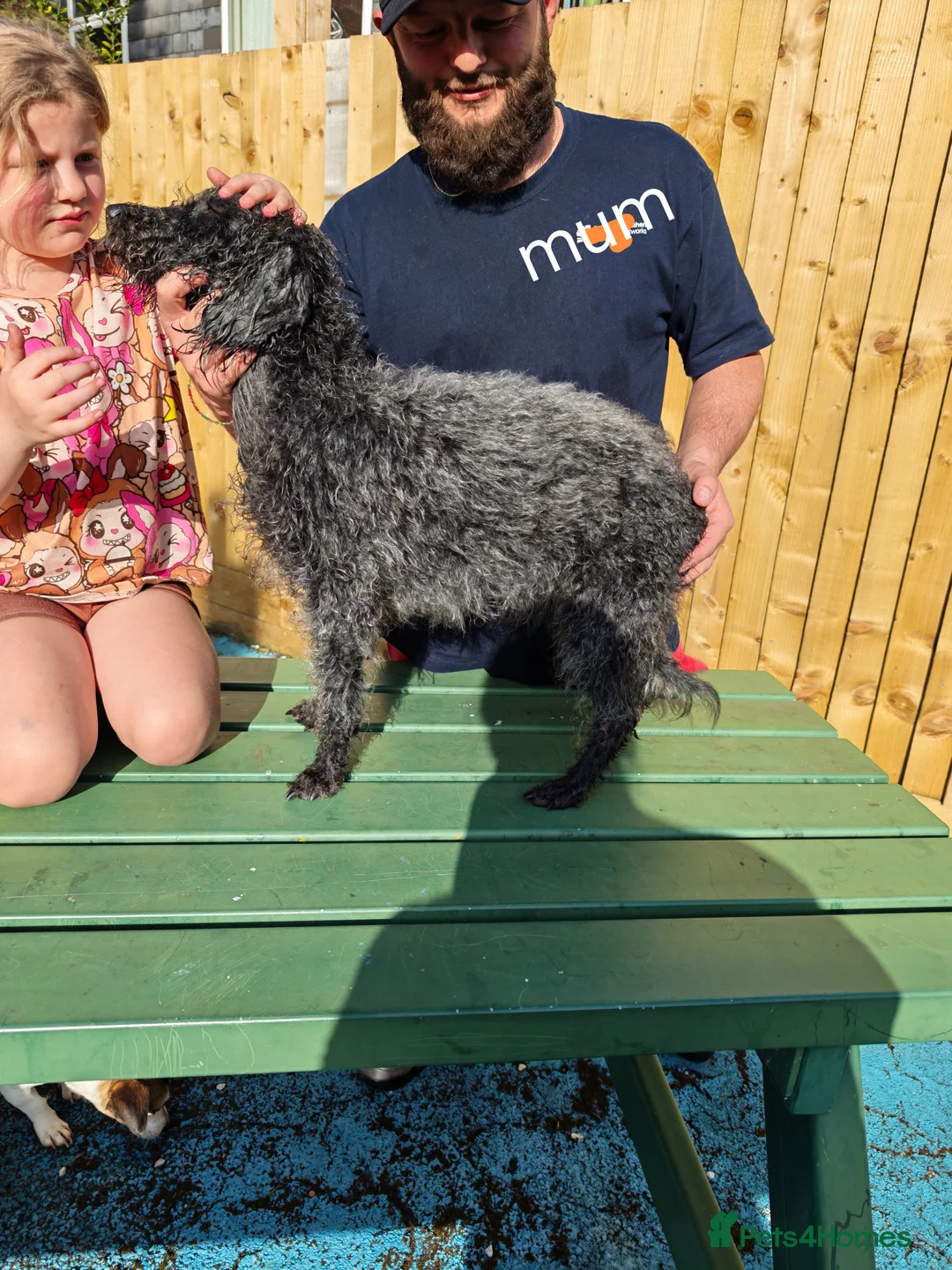 Mixed Breed dogs for sale: Bedlington whippet x cocker spaniel  - Advert 2