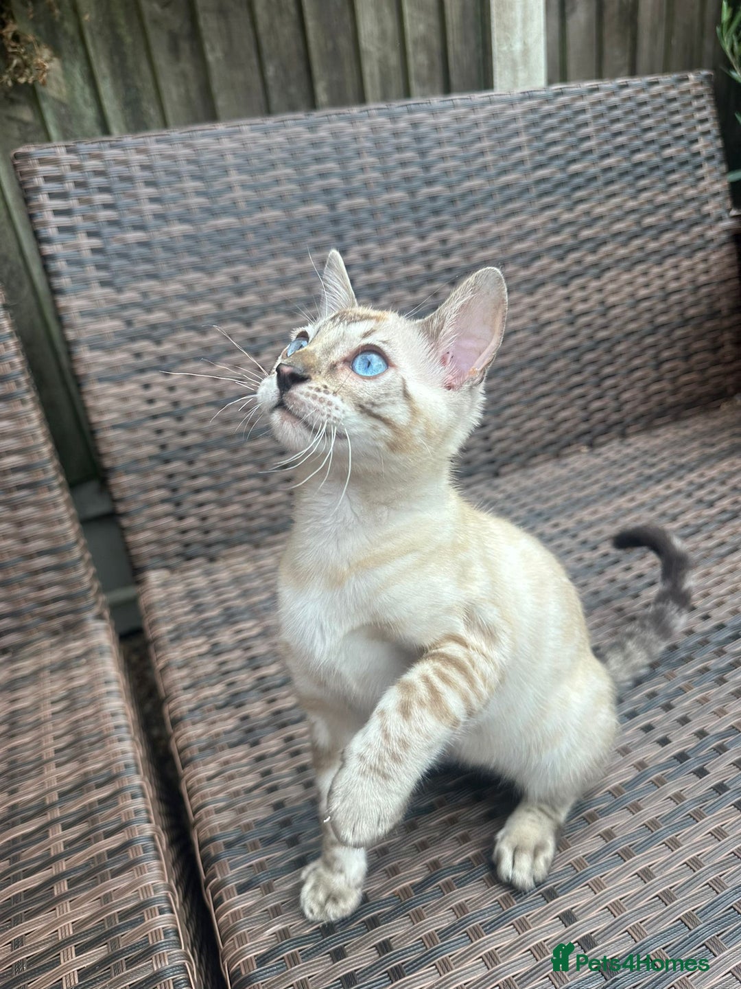 Bengal cats for sale: Bengal kitten (Tica Registered) - Image 1