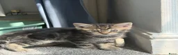 Maine Coon cats for sale: Beautiful Bundles of Joy 🐾 - Advert 11