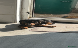 Dachshund dogs for sale: Black and Tan dog  - Image 1