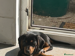 Dachshund dogs - Advert 8