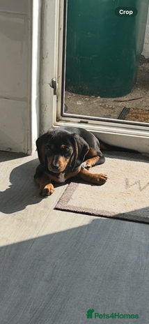 Dachshund dogs - Advert 1