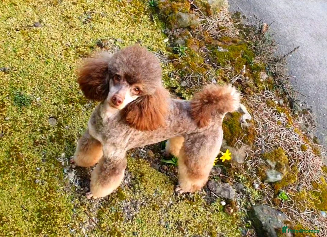 Poodle dogs for stud: HEALTH TESTED CHOCOLATE PHANTOM POODLE STUD in Todmorden - Advert 2