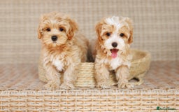 Maltipoo dogs for sale: Gorgeous Maltipoo Puppies – 3 Boys & 3 Girls - Image 8