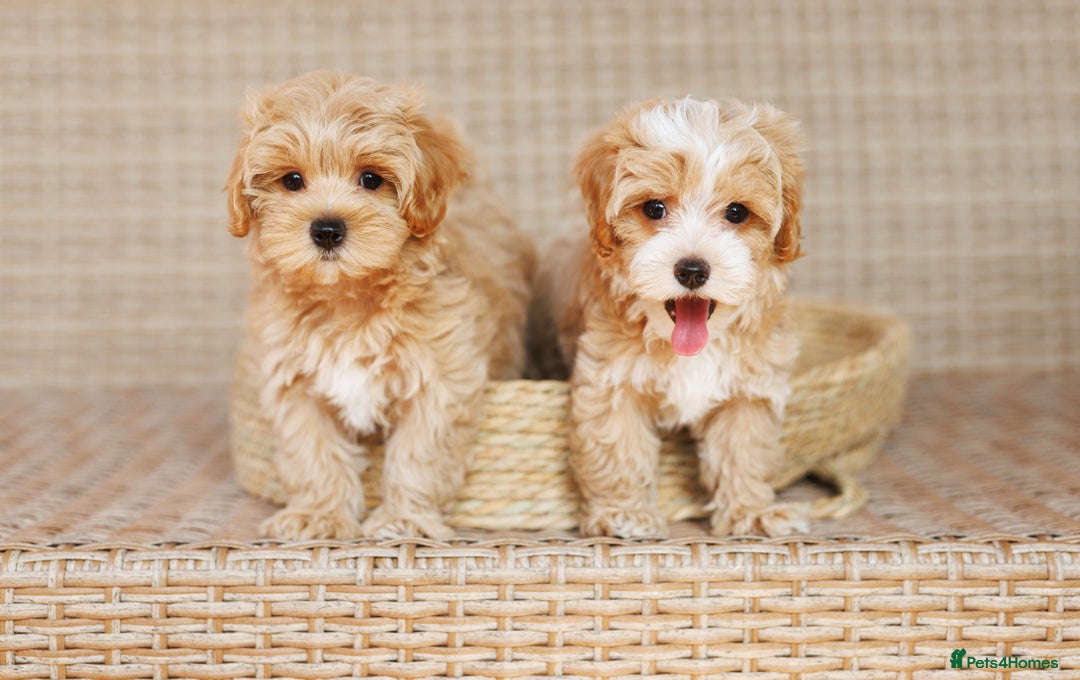 Maltipoo dogs for sale: Gorgeous Maltipoo Puppies – 3 Boys & 3 Girls - Image 8