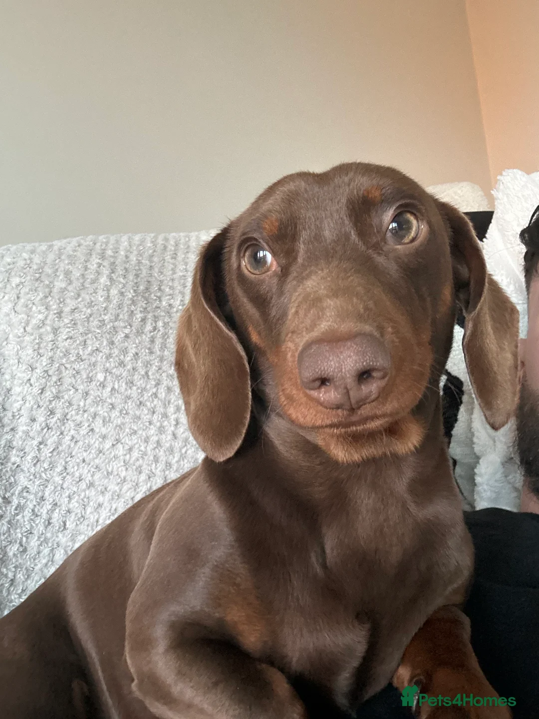 Dachshund dogs for stud: Richmond the stud  - Advert 2