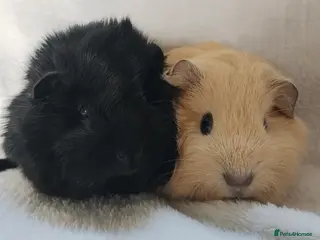 Guinea Pig rodents girl guinea pigs ready 26th April set 2 - Advert 10