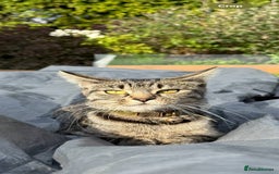 Mixed Breed cats for sale: Tabby - Image 9